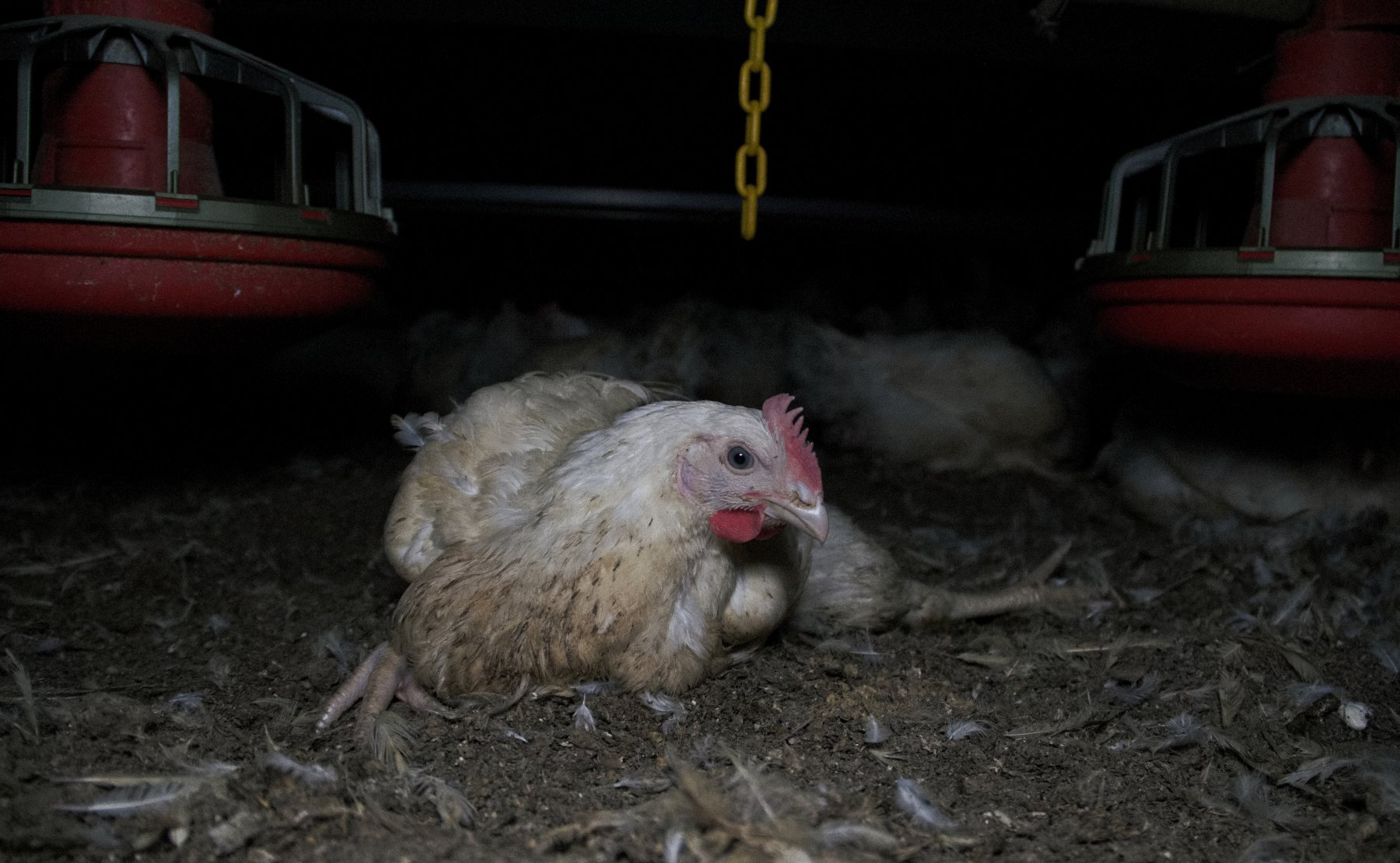 Knowledgebase Drug use Farm Transparency Project Australian animal